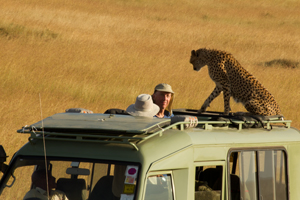 cheetah